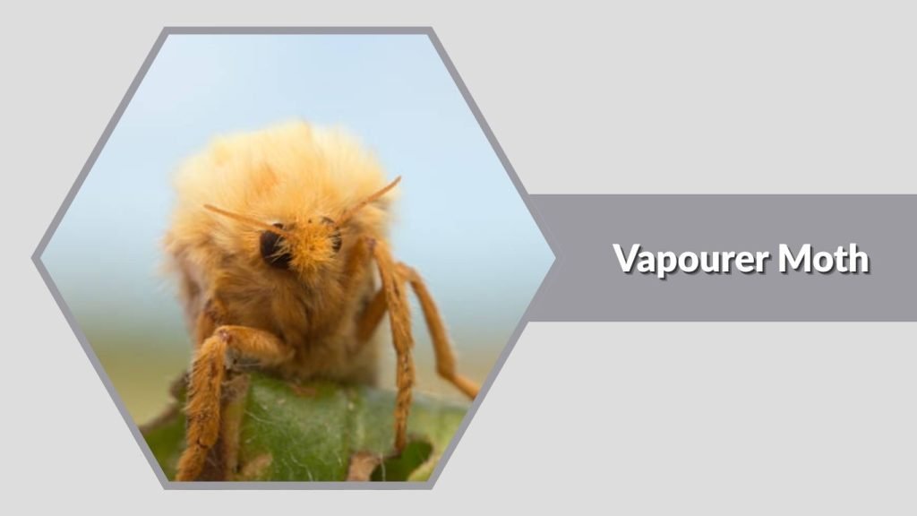 Vapourer Moth