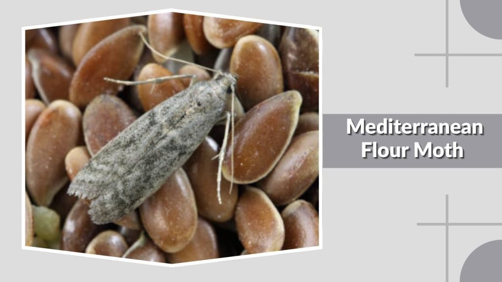 Mediterranean Flour Moth