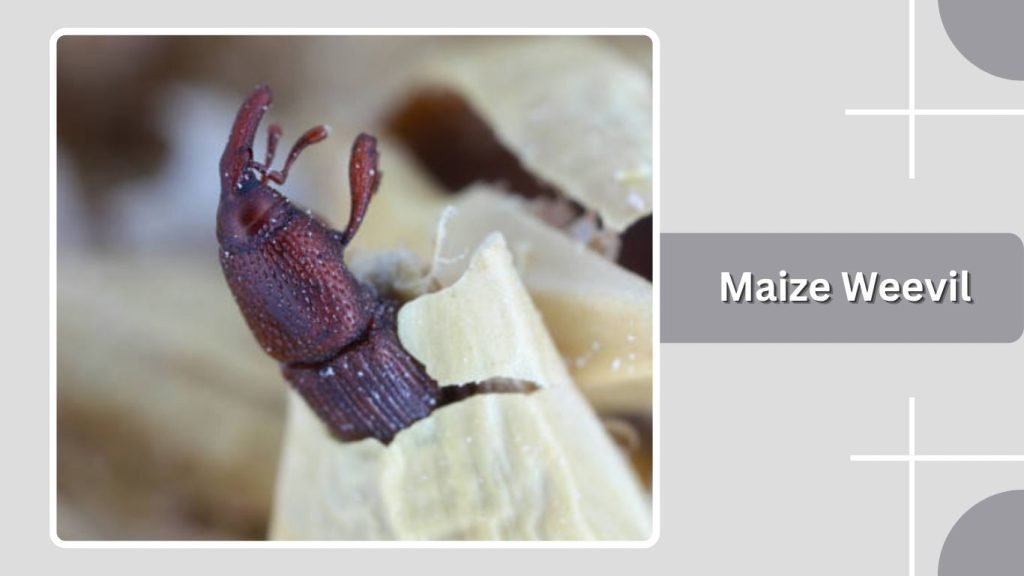 Maize Weevil