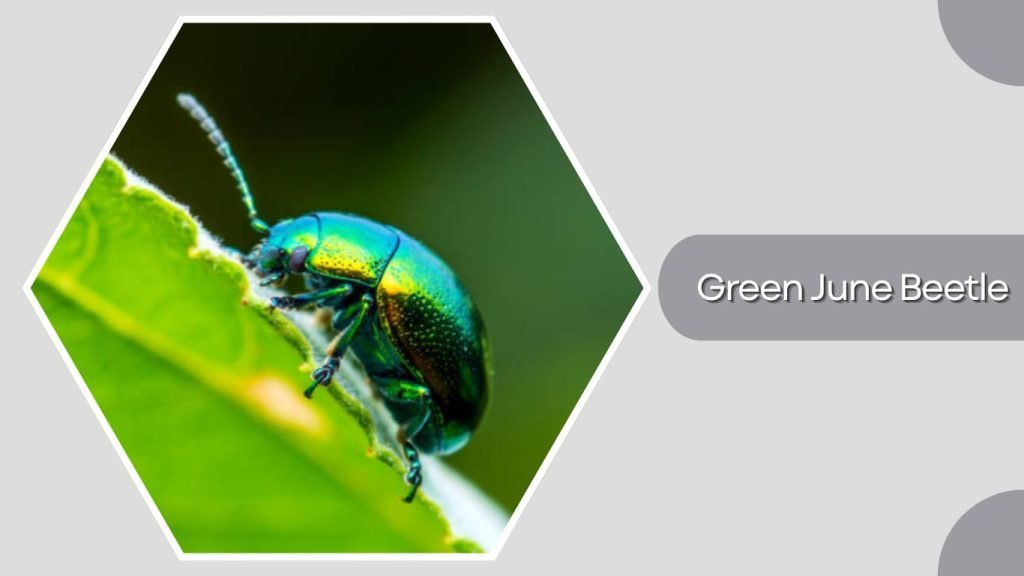 Green June Beetle