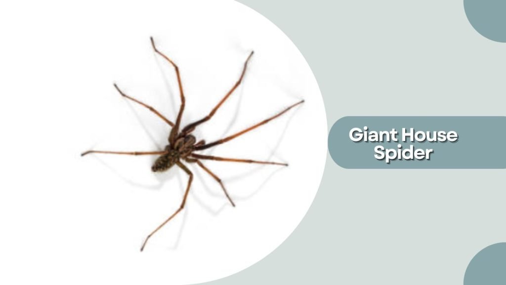  Giant House Spider