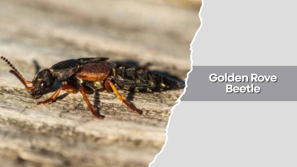 Golden Rove Beetle