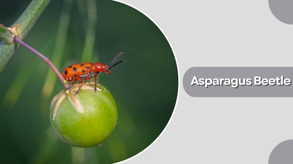 Asparagus Beetle