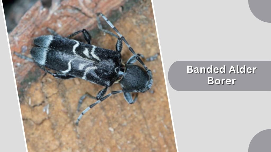 Banded Alder Borer
