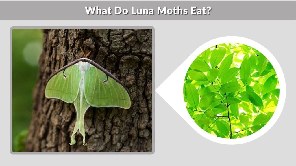 What Do Luna Moths Eat?