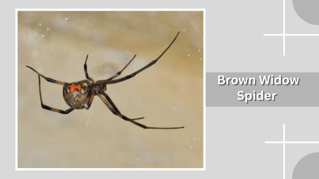 Brown Widow Spider