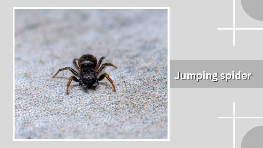 Jumping spider