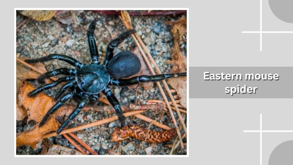 Eastern mouse spider