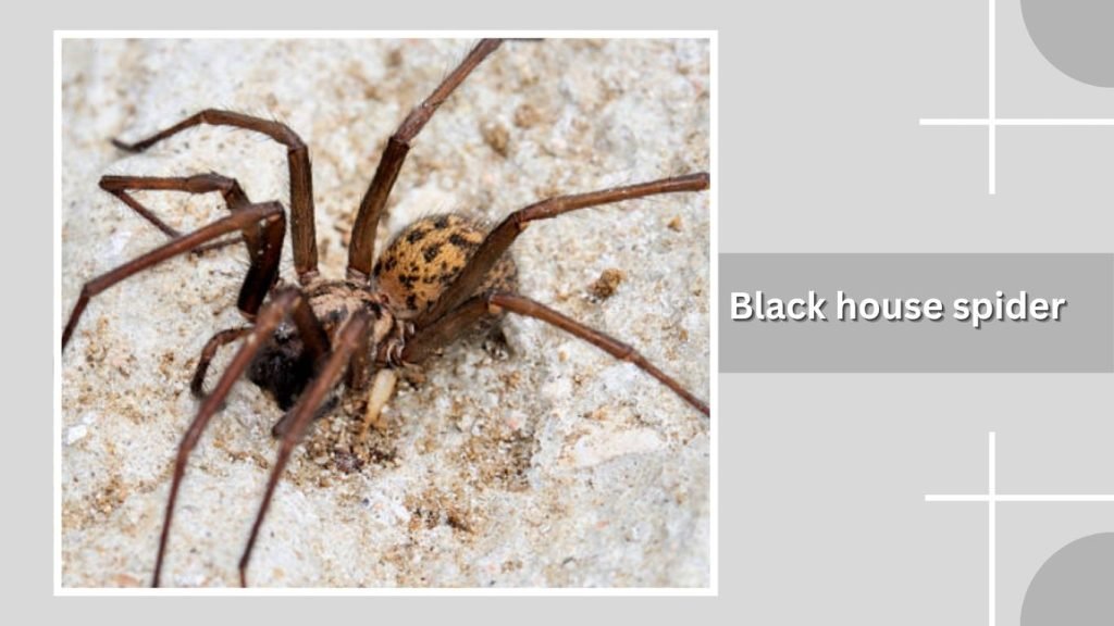 Black house spider