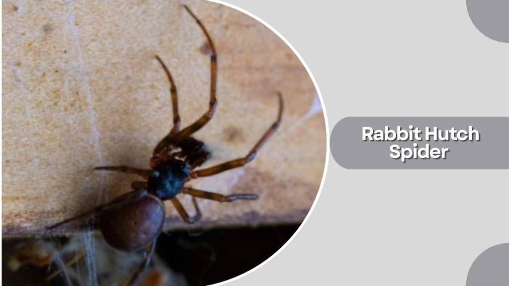 Rabbit Hutch Spider