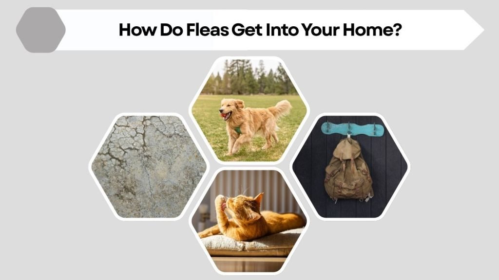 How Do Fleas Get Into Your Home?