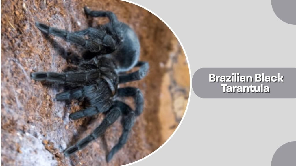 Brazilian Black Tarantula