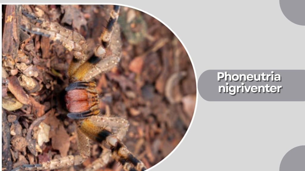  Phoneutria nigriventer