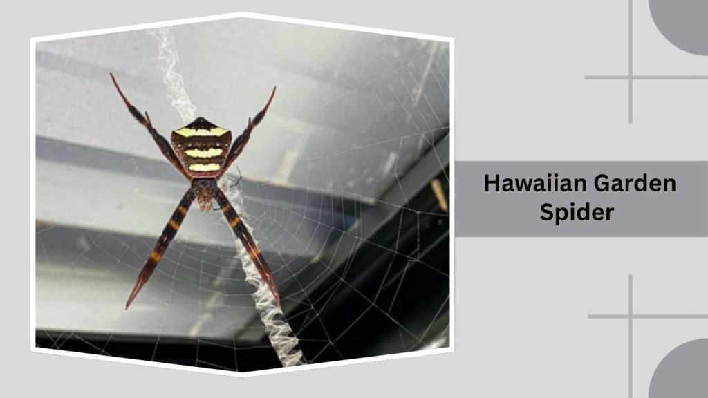 Hawaiian Garden Spider
