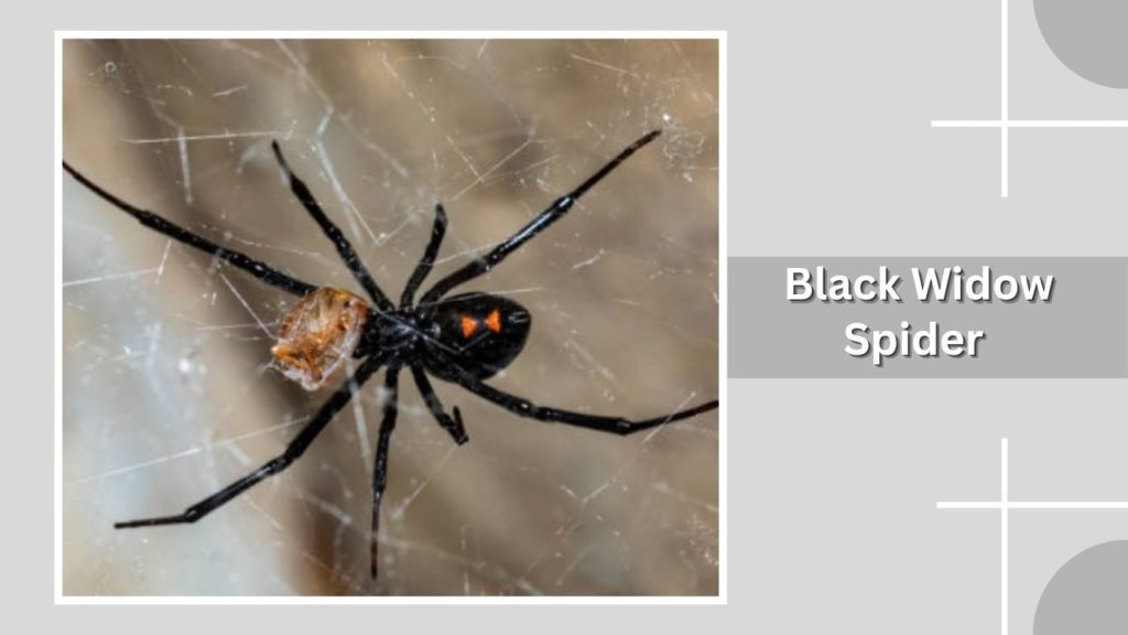 Black Widow Spider