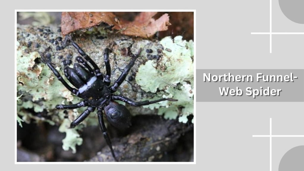 Northern Funnel-Web Spider