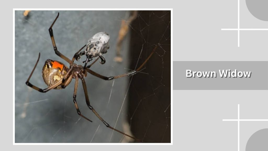 Brown Widow