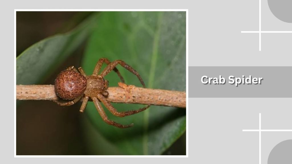 Crab Spider 