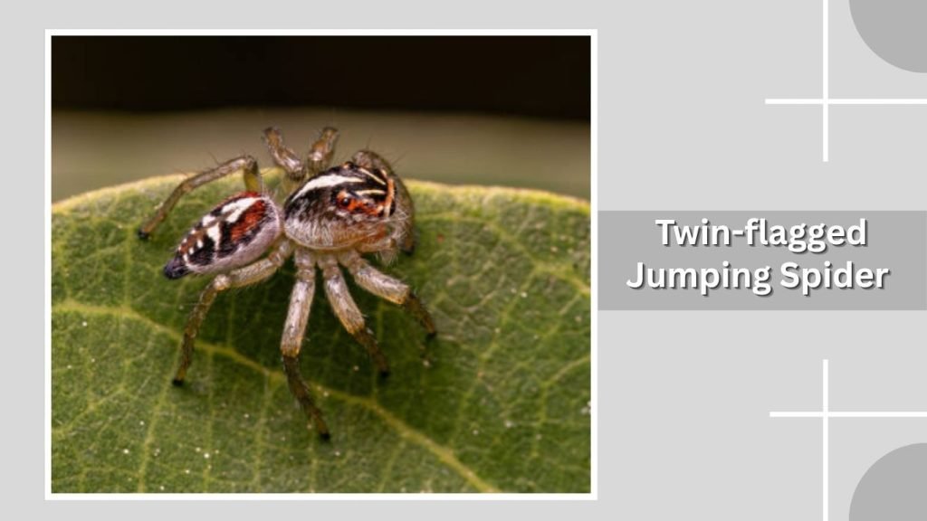 Twin-flagged Jumping Spider