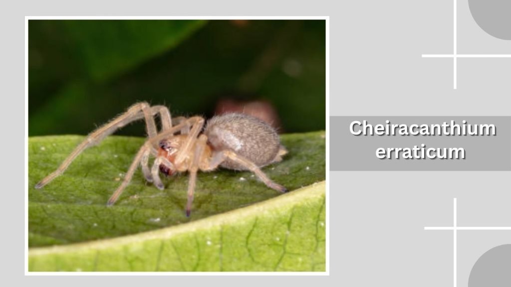 Cheiracanthium erraticum