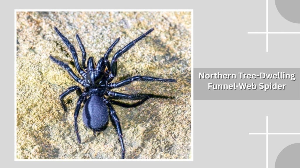 Northern Tree-Dwelling Funnel-Web Spider