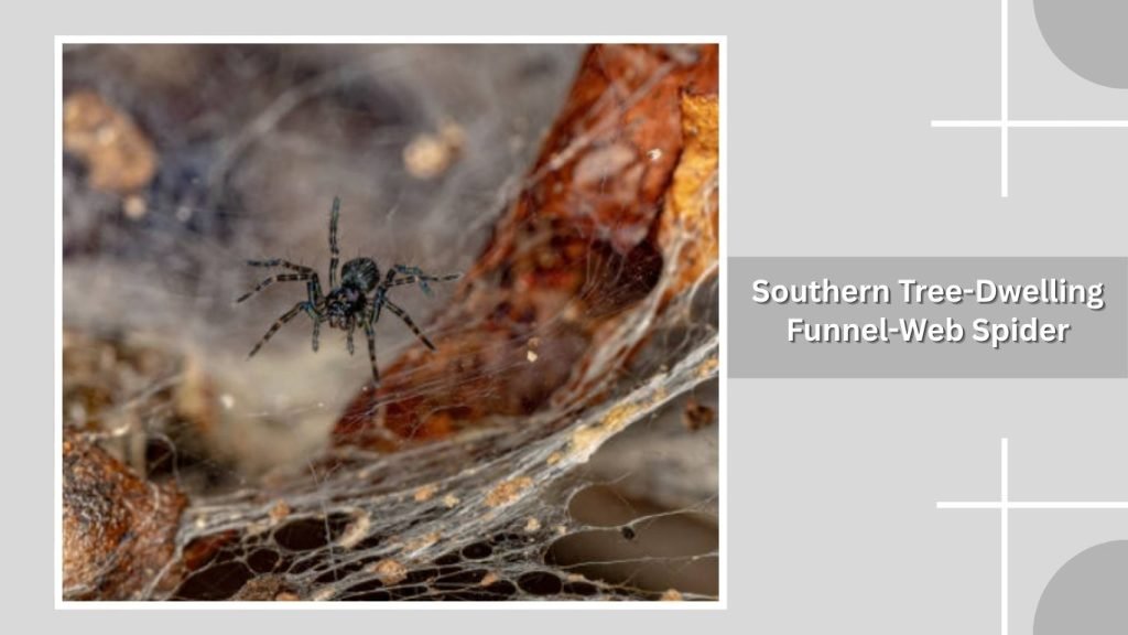 Southern Tree-Dwelling Funnel-Web Spider