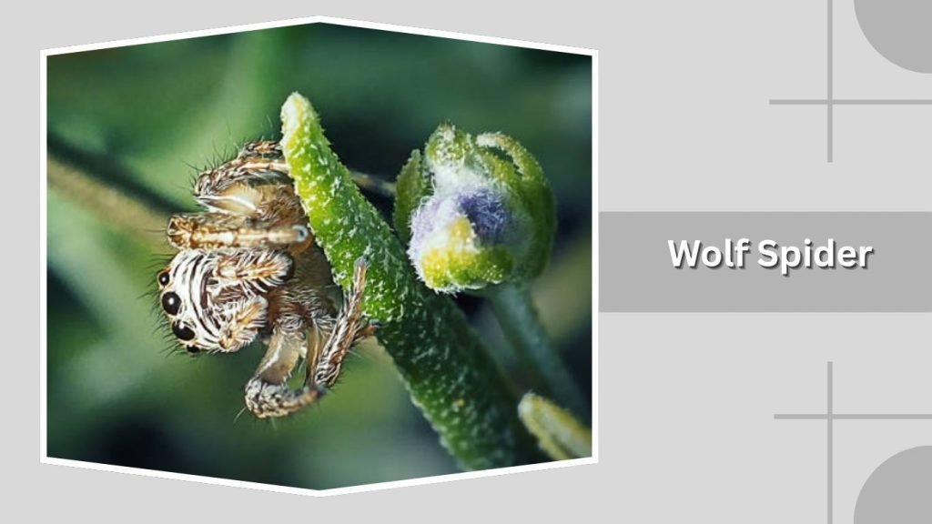 . Wolf Spider
