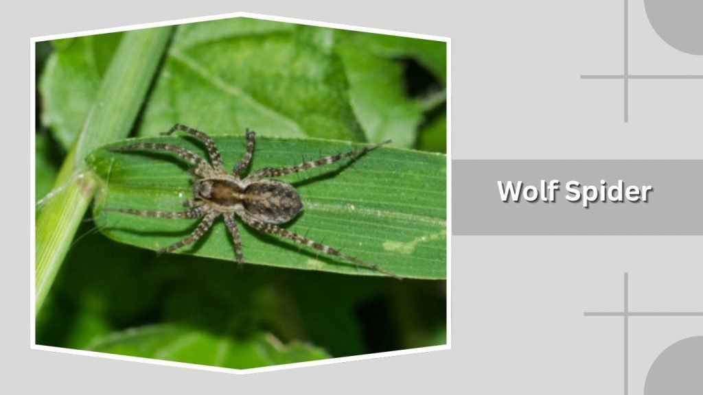 Wolf Spider