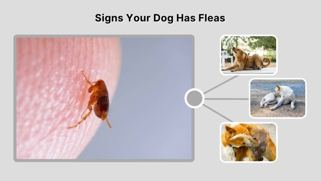 Signs Your Dog Has Fleas