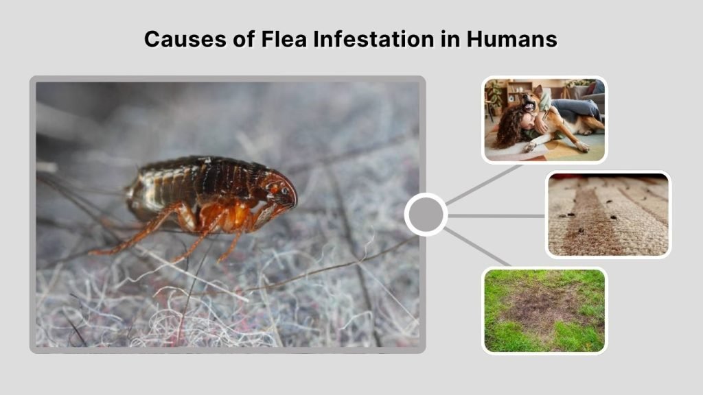 Causes of Flea Infestation in Humans