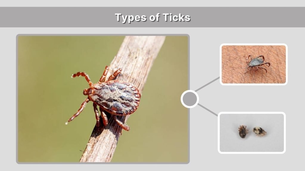 Types of Ticks