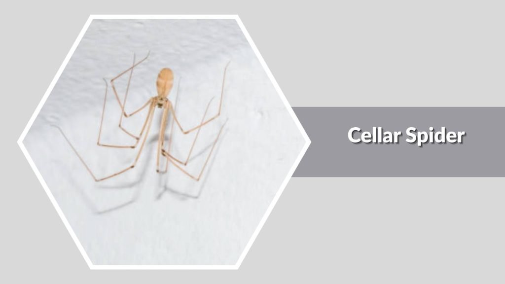  Cellar Spider