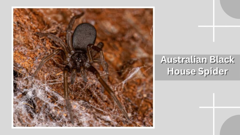 Australian Black House Spider