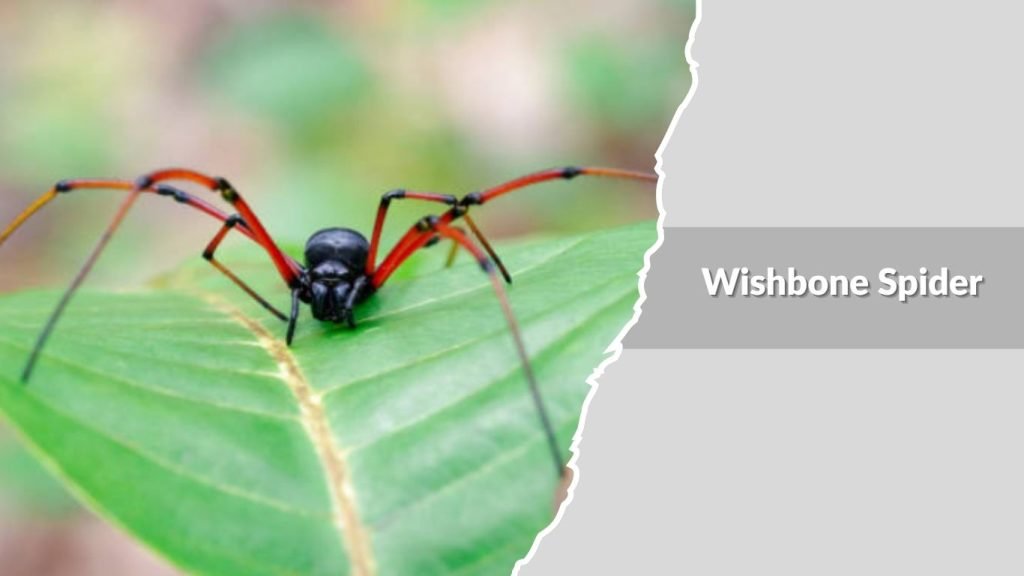 Wishbone Spider