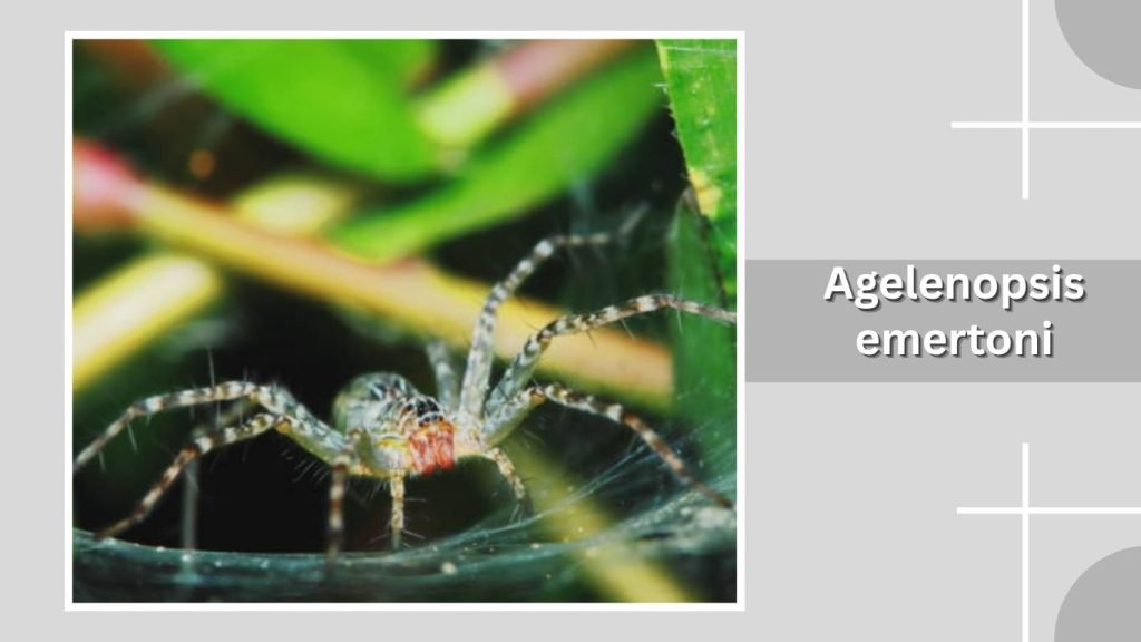 Agelenopsis emertoni