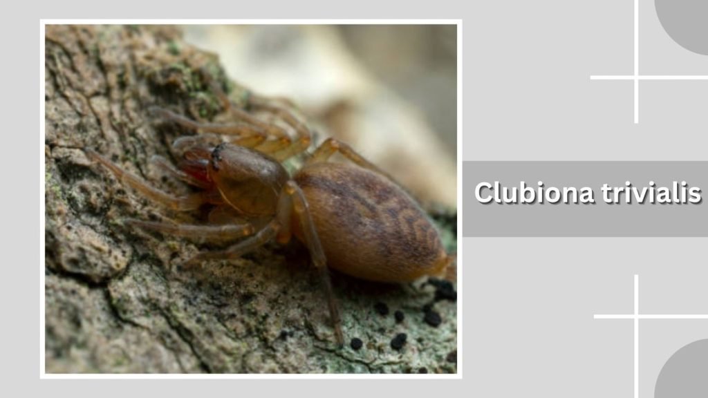 Clubiona trivialis