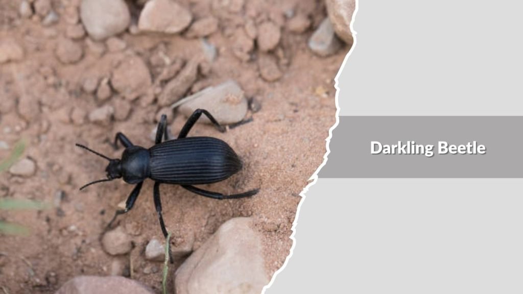 Darkling Beetle