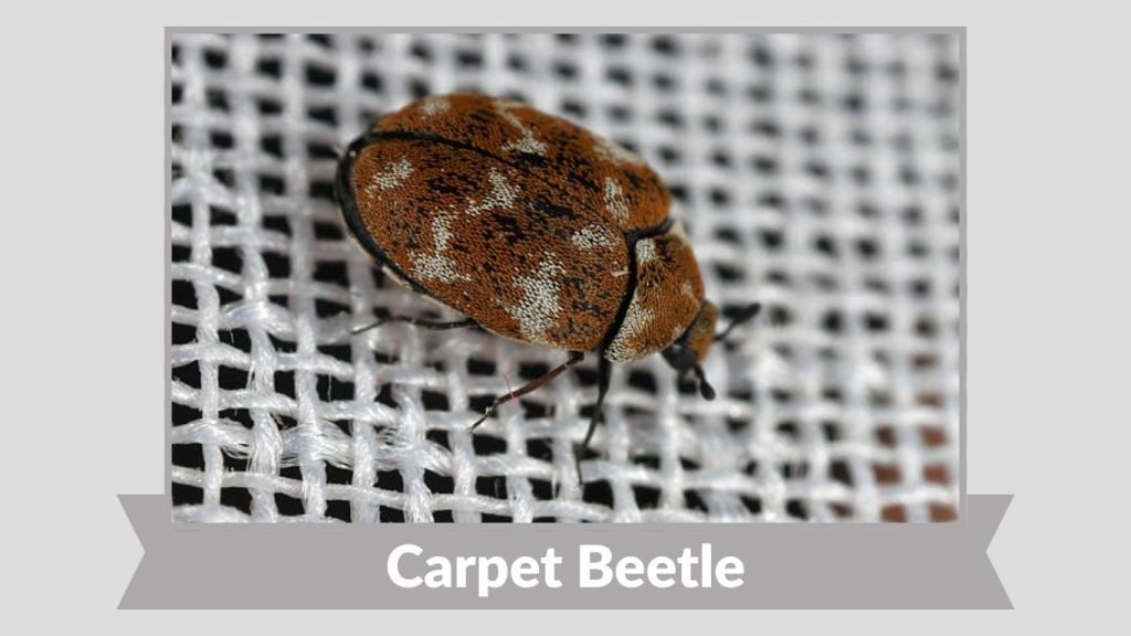 Carpet Beetle