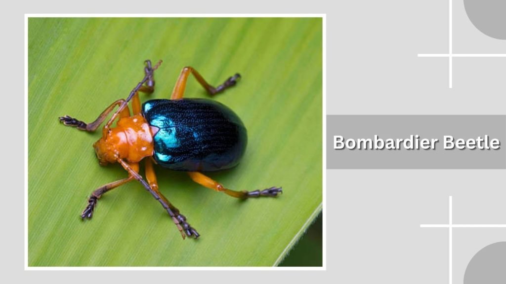 Bombardier Beetle