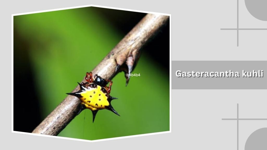 Gasteracantha kuhli