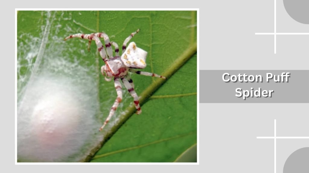  Cotton Puff Spider