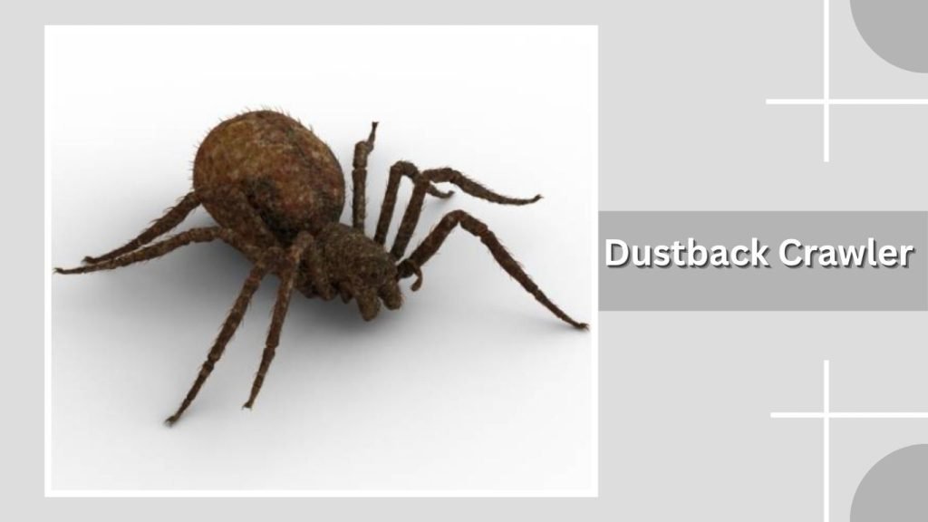 Dustback Crawler