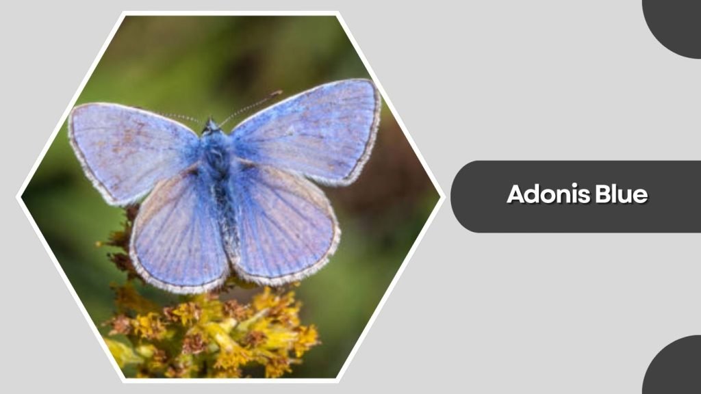 Adonis Blue