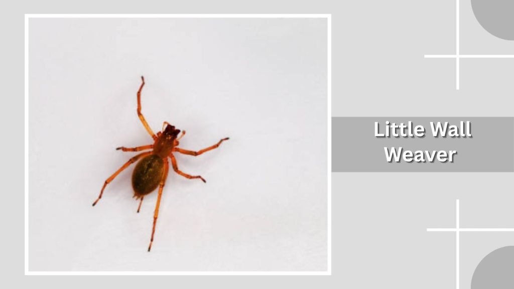 Little Wall Weaver
