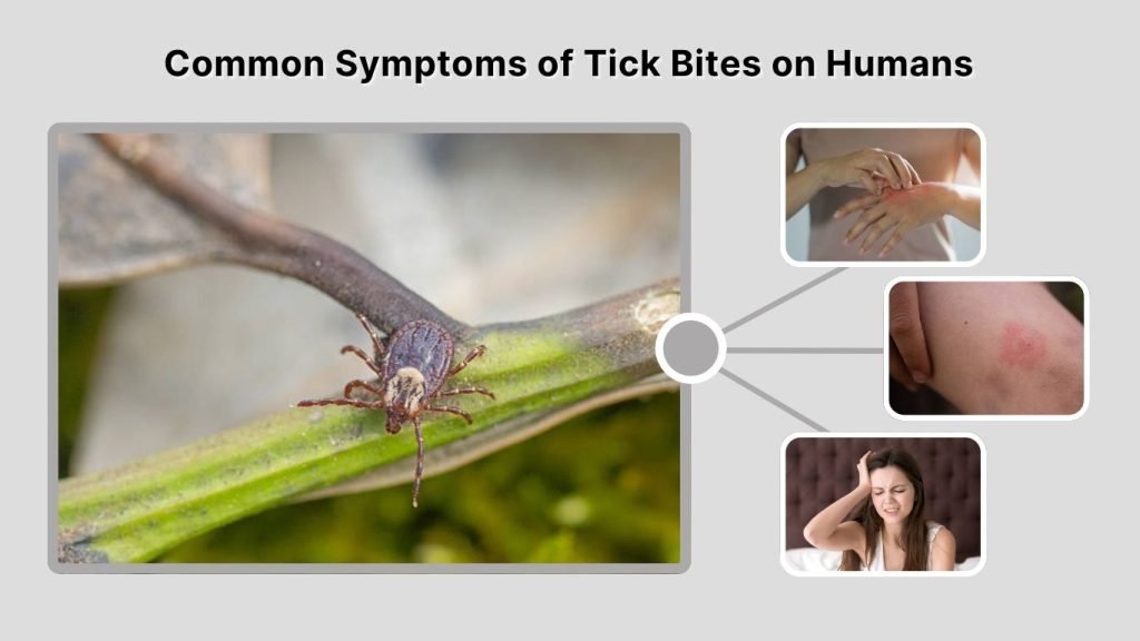 Common Symptoms of Tick Bites on Humans