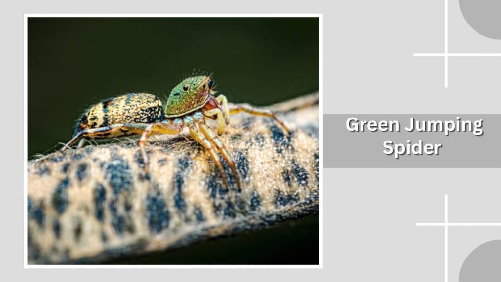 Green Jumping Spider