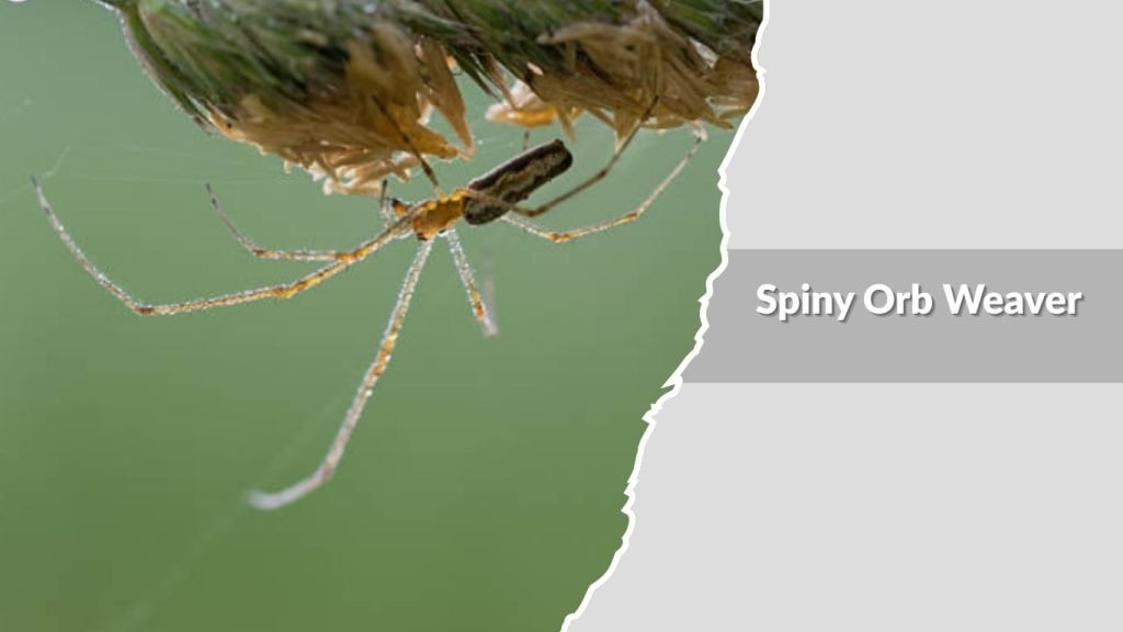 Spiny Orb Weaver