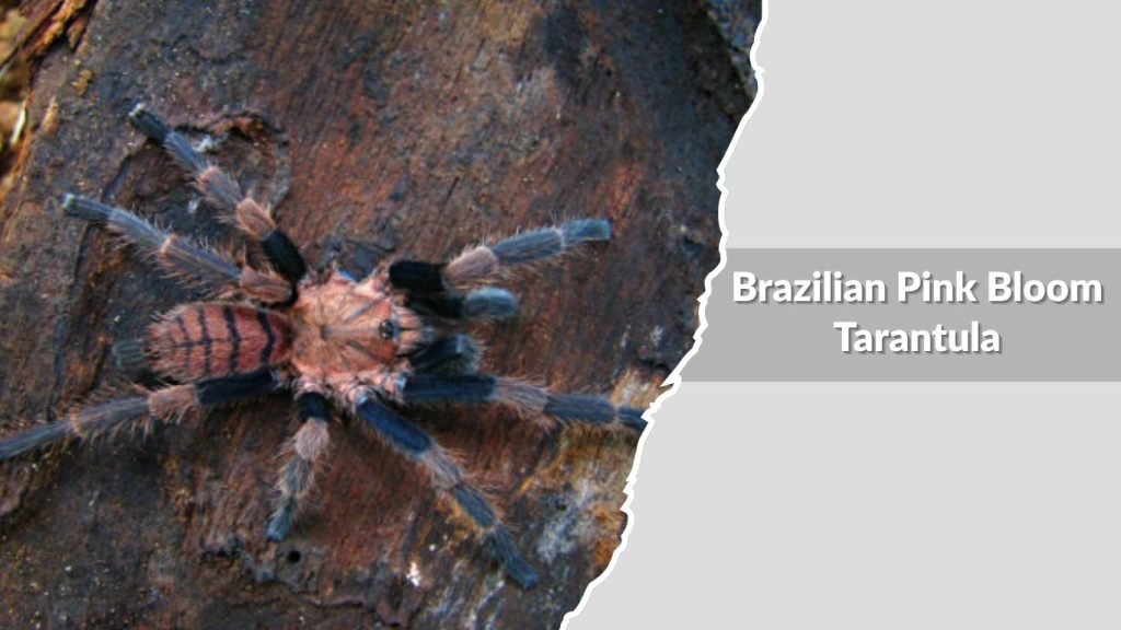 Brazilian Pink Bloom Tarantula
