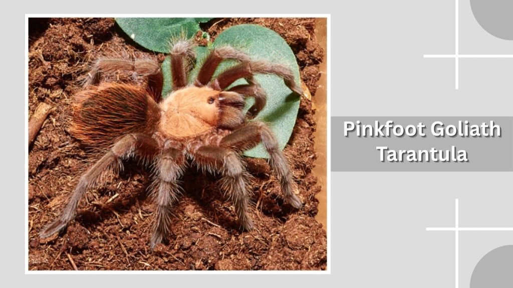 Pinkfoot Goliath Tarantula