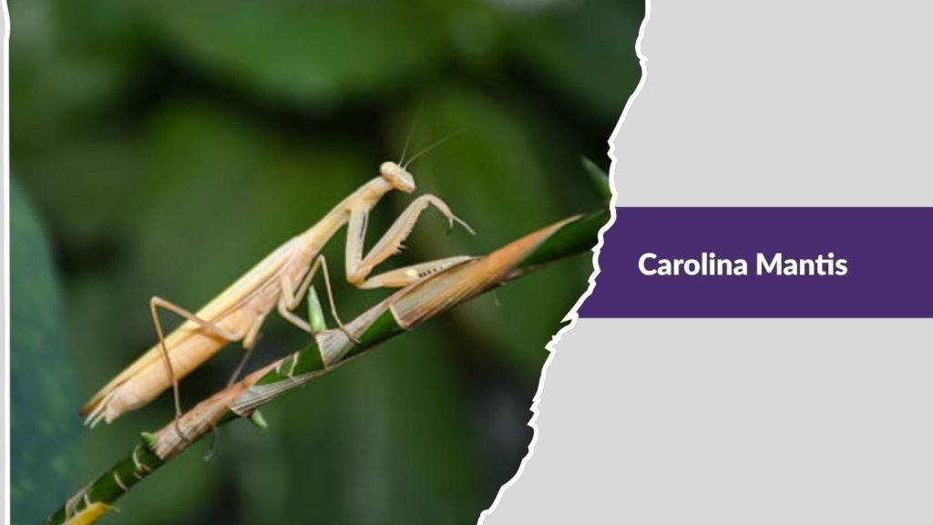 European Mantis
